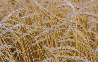 Wheat ears
