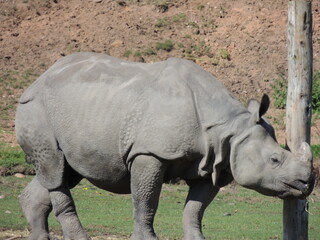 rhino