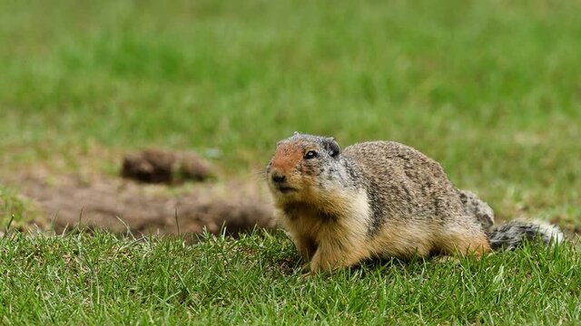 At the first ray of spring sunlight, a Columbian ground squirrel (Urocitellus columbianus) in E. C. Manning park, British Columbia, Canada looking out of the entrance of its burrow after a long winter