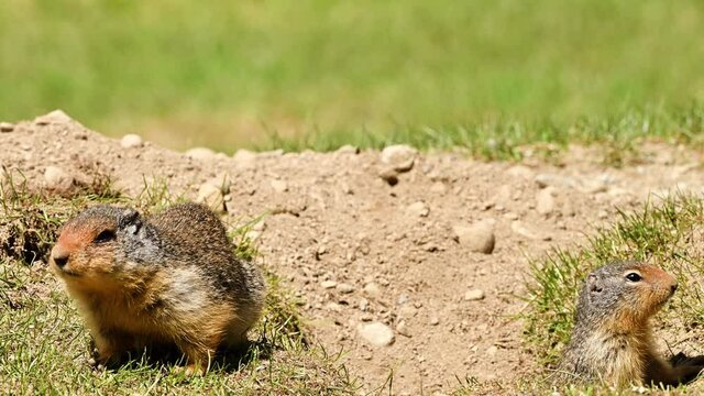 At the first ray of spring sunlight, a Columbian ground squirrel (Urocitellus columbianus) in E. C. Manning park, British Columbia, Canada looking out of the entrance of its burrow after a long winter