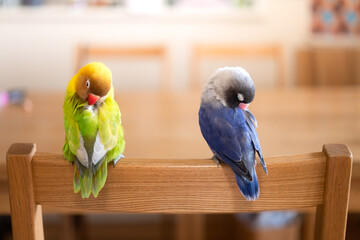 リビングで寛ぐボタンインコ