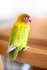 リビングで寛ぐボタンインコ