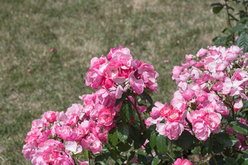 Obraz premium fully blossomed pink roses in a garden