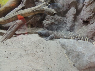 animals in the zoo