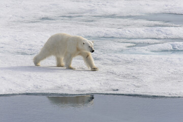 Obraz na płótnie Canvas Polar bear (Ursus maritimus) on the pack ice north of Spitsbergen Island, Svalbard with reflection