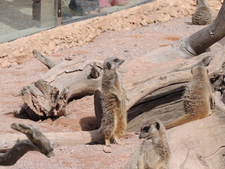 meerkat