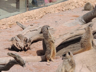 meerkat