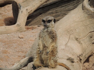 meerkat