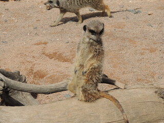 meerkat