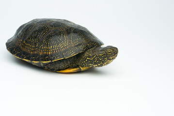 European marsh turtle isolated on white background