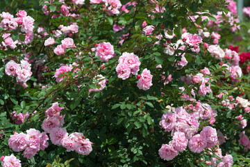 Obraz premium pink roses in a rose garden