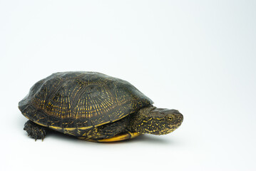 European marsh turtle isolated on white background