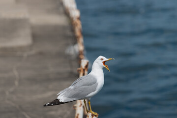 seagull with beak and tongue showing on a pier