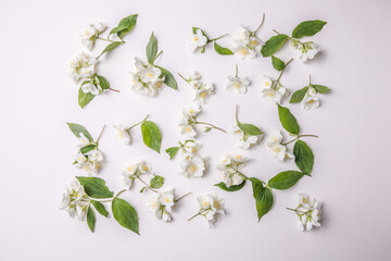 Pattern of bud jasmine and leaves scattered on a gary  background, overhead view. Flat lay