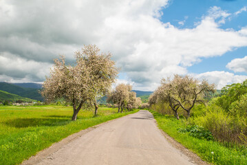 Fototapeta na wymiar beautiful road with flowering trees leading to the village near the field and the blue sky with clouds.