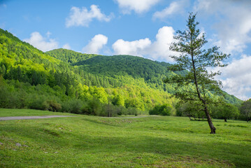 tree on a glade near the mountains and blue sky with clouds. Countryside.