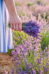 girl holding a bouquet of lavender in her hands. plant species.