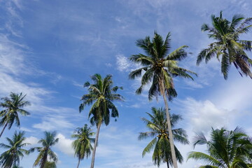Fototapeta na wymiar Coconut palm trees tropical view