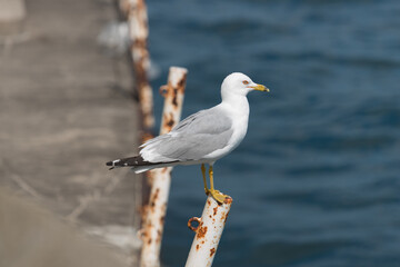 seagull on an old fence post by a lake