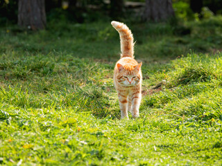 Cute ginger cat walks through grass in park. Free range cat watches its grounds at summer.