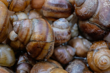 brown shells from snails in macro