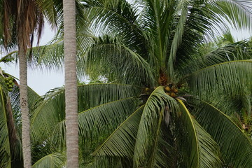 Obraz premium Coconut palm trees tropical view