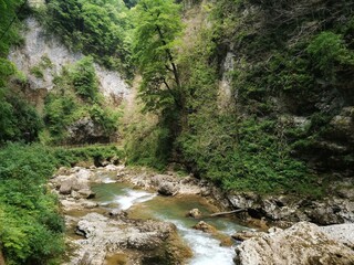 river in the forest