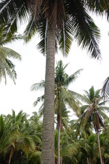 Obraz premium Coconut palm trees tropical view