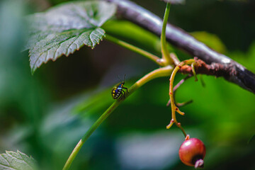 ladybug on an unusual background