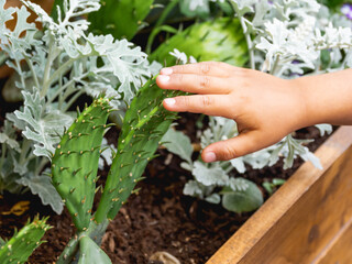 Kid touches prickly cactus. Wooden flower pot with growing cacti and cineraria. An inquisitive...
