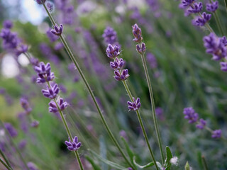 Soft focus on lavender flowers.