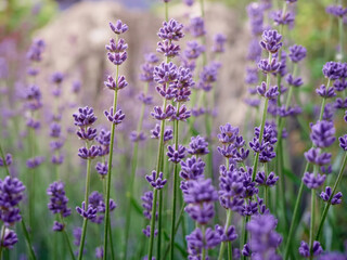 Soft focus on lavender flowers.