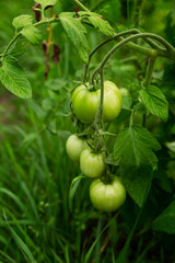 Green tomatoes are hanging on the bush. New harvest. Vertical.
