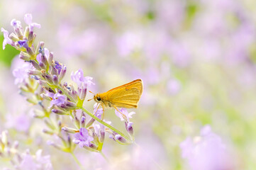 Small skipper butterfly (Thymelicus sylvestris) nectaring on lavender flowers in bloom on blurred...