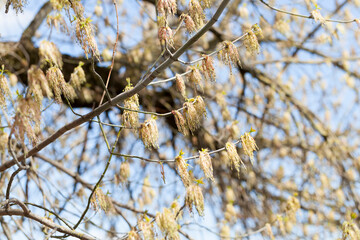 a maple tree blooming