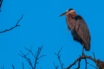 heron on a branch