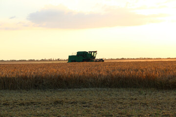Fototapeta premium Combine harvester on an agricultural field against the backdrop of the setting sun