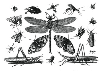 Save the insects! Set of antique drawings of beetles, bugs, flies, butterflies and grasshoppers 