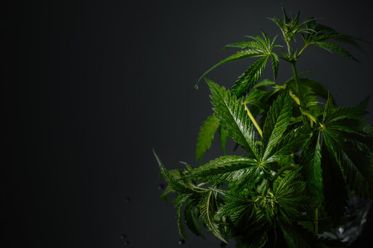 Marijuana leaves, cannabis culture on dark background - Powered by Adobe