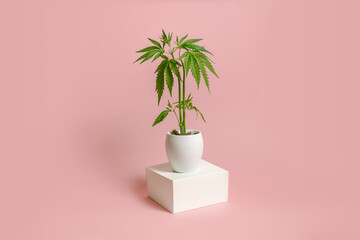 Hemp bush in a white pot on a pastel background. Large green leaves of marijuana close up