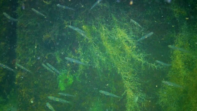 The transparent goby (Aphia minuta), small pelagic fish swim in the water column. Black Sea.