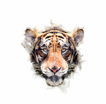 Portrait of the tiger headi Watercolor style.