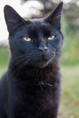 Naklejka na ściany i meble Black cat sitting among grass in a garden