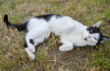 Black and white cat being playful on grass in a garden