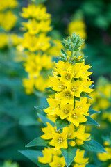 The dotted loosestrife (Lysimachia punctata) blooming in a garden