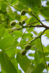 The common walnut, green, not ripe yet,  on the tree	