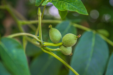 The common walnut, green, not ripe yet,  on the tree	