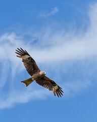 flying black kite on the background of a blue sky with white clouds, close-up