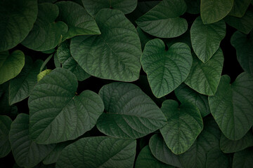 Naklejka na ściany i meble Dark green leaf background used for wallpaper or design.
