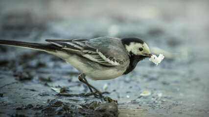 Wagtal with a bread in  a beak. Mother wagtail got a food for a chicks . Female wagtale .